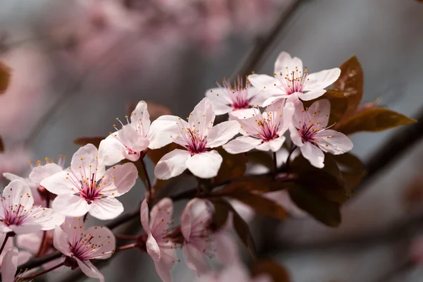 The spring in the garden. The flourishing plum tree — Stock Photo, Image