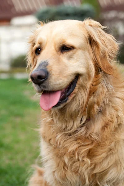 Güzel golden retriever portresi — Stok fotoğraf