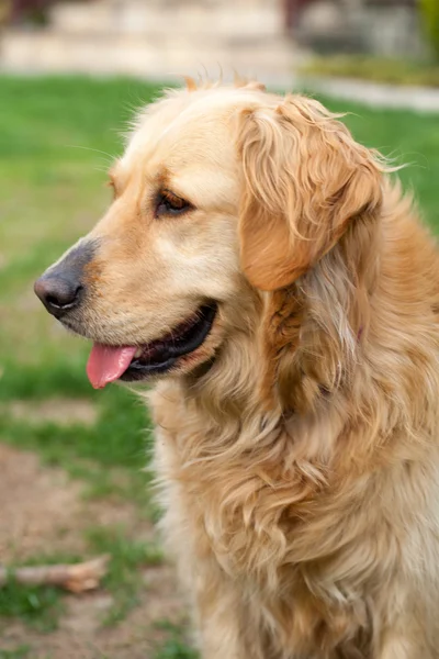 Güzel golden retriever portresi — Stok fotoğraf