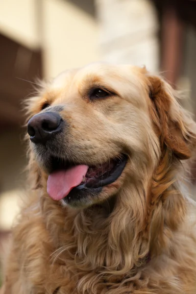 Güzel golden retriever portresi — Stok fotoğraf