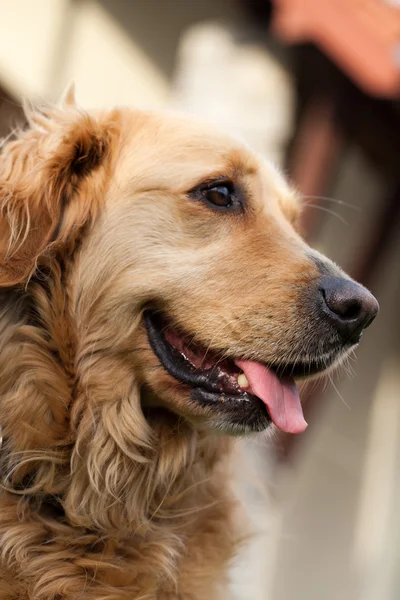 Güzel golden retriever portresi — Stok fotoğraf