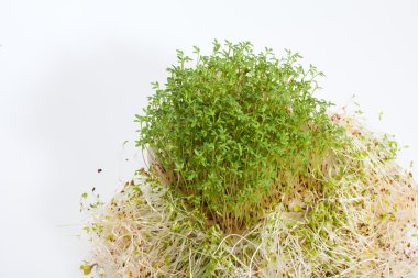 taze Yonca filizi ve tere beyaz zemin üzerine