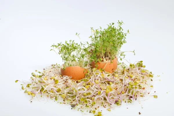 Brotes de alfalfa fresca y huevo de Pascua de primavera — Foto de Stock