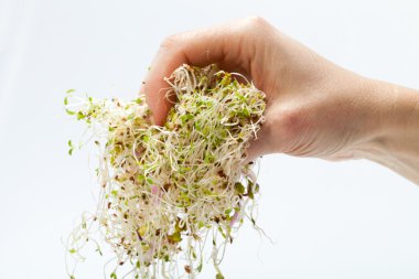 Sağlıklı beslenme. Beyaz arkaplanda taze filizler izole edildi