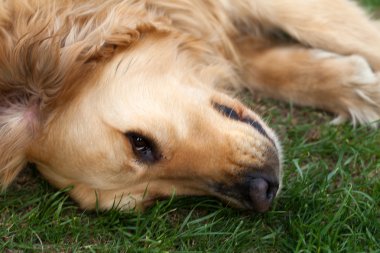 güzel golden retriever portresi