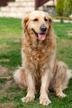 güzel golden retriever portresi