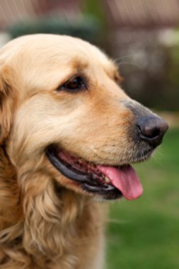 güzel golden retriever portresi