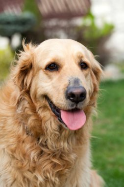 güzel golden retriever portresi