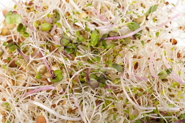 La dieta saludable. Brotes frescos aislados sobre fondo blanco —  Fotos de Stock