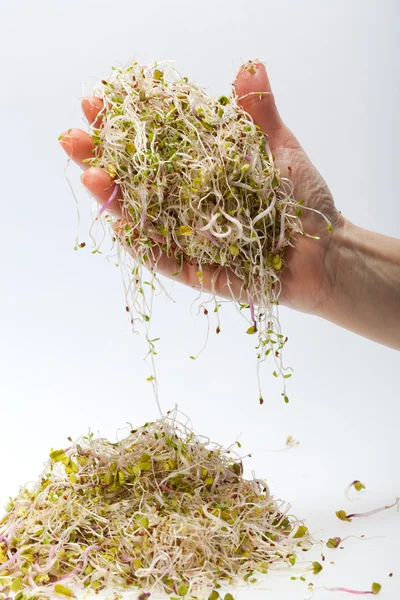 健康的な食事だ。白い背景に隔離された新鮮な芽 — ストック写真