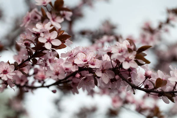 The spring in the garden. The flourishing plum tree — Stock Photo, Image