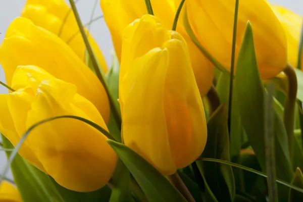 Żółte tulipany izolowane na białym tle — Zdjęcie stockowe