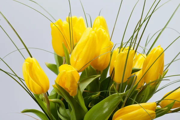 Žluté tulipány izolované na bílém pozadí — Stock fotografie