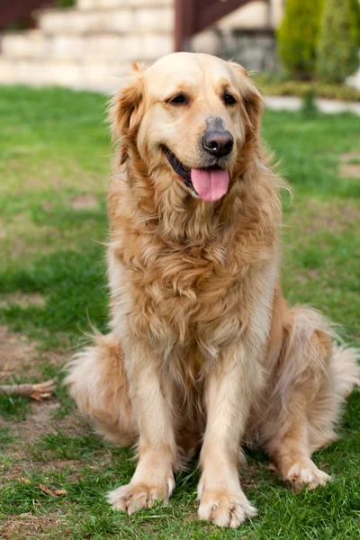 Ritratto di un bellissimo golden retriever — Foto Stock