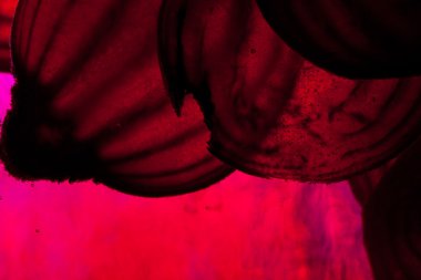 ham pancar dilimlenmiş