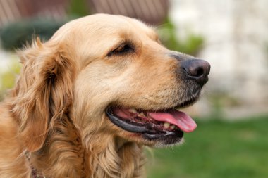 güzel golden retriever portresi