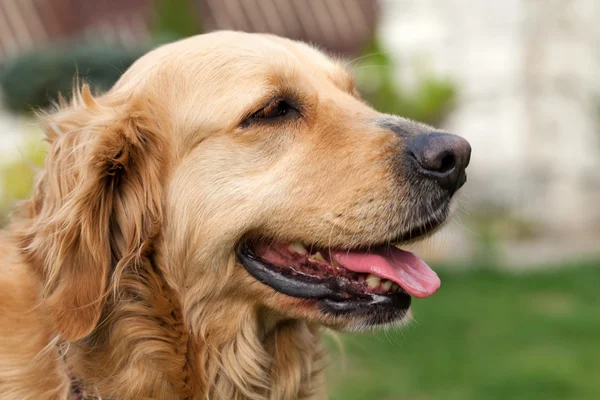 Güzel golden retriever portresi — Stok fotoğraf