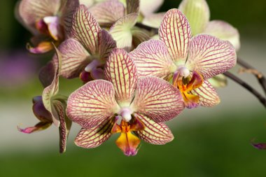 garip orkide pembe ve sarı