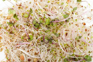 Sağlıklı beslenme. Beyaz arkaplanda taze filizler izole edildi