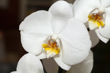 Beyaz orkide beyaza izole edilmiş.