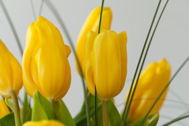 Beyaz arkaplanda izole edilmiş sarı laleler