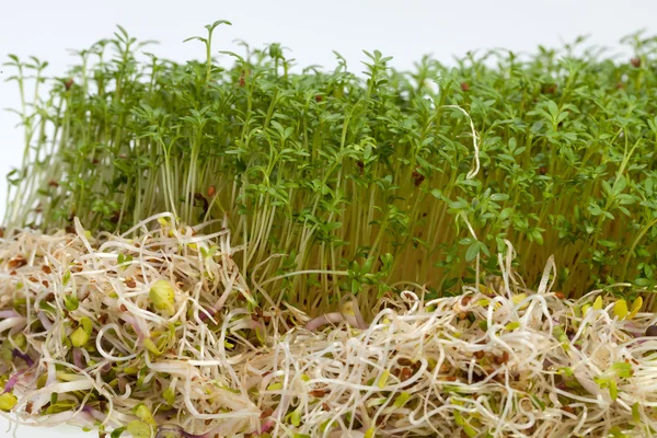 Fresh alfalfa sprouts and cress on white background — Stock Photo, Image