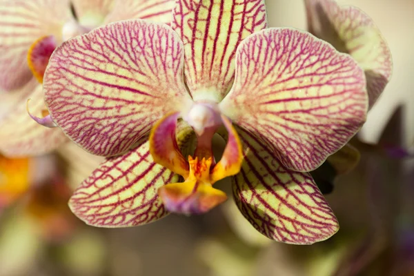 Freaky orkidé rosa och gul — Stockfoto