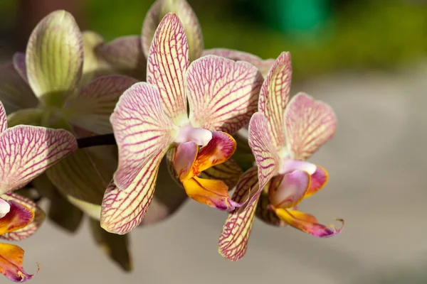 Orquídea esquisita rosa e amarela — Fotografia de Stock