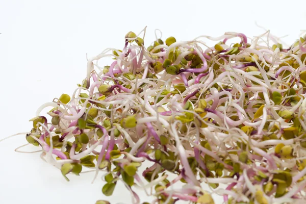 A dieta saudável. Brotos frescos isolados sobre fundo branco — Fotografia de Stock