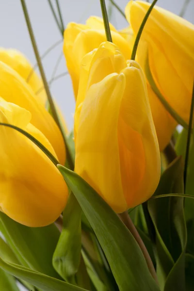 Tulipas amarelas isoladas em fundo branco — Fotografia de Stock