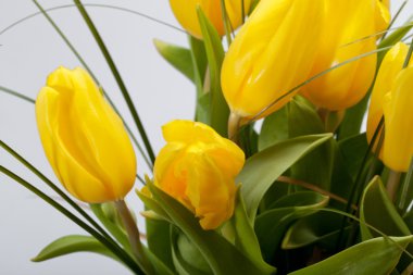 Beyaz arkaplanda izole edilmiş sarı laleler