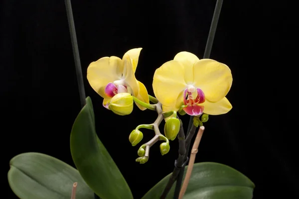 Yellow orchid isolated on black background — Stock Photo, Image
