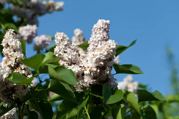 Duftender Fliederstrauch im Frühlingsgarten — Stockfoto