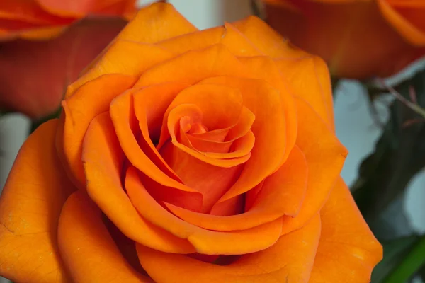 Orange einzelne Rose isoliert auf weißem Hintergrund — Stockfoto