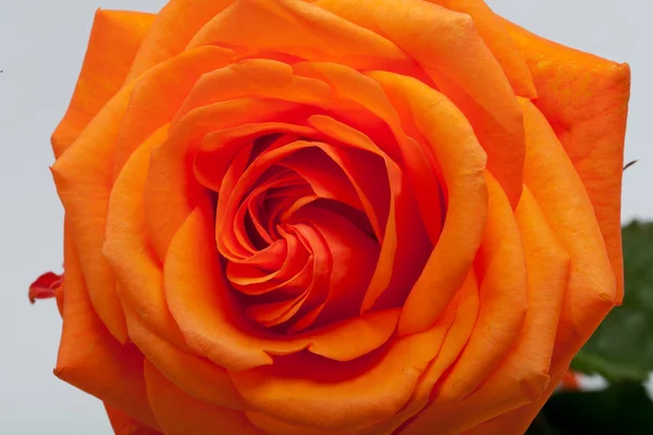 Pomarańczowy rose jeden na białym tle — Zdjęcie stockowe