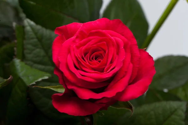 Rosa roja primer plano — Foto de Stock