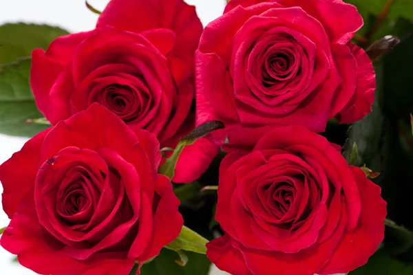 Red rose close-up — Stock Photo, Image