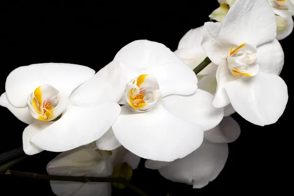 Orchidea bianca isolata su nero — Foto Stock