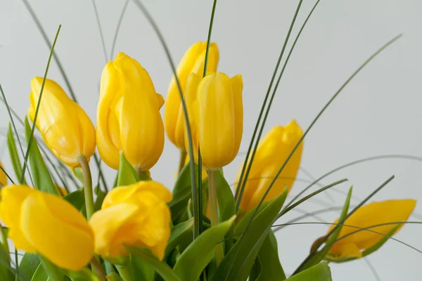 Tulipas amarelas isoladas em fundo branco — Fotografia de Stock