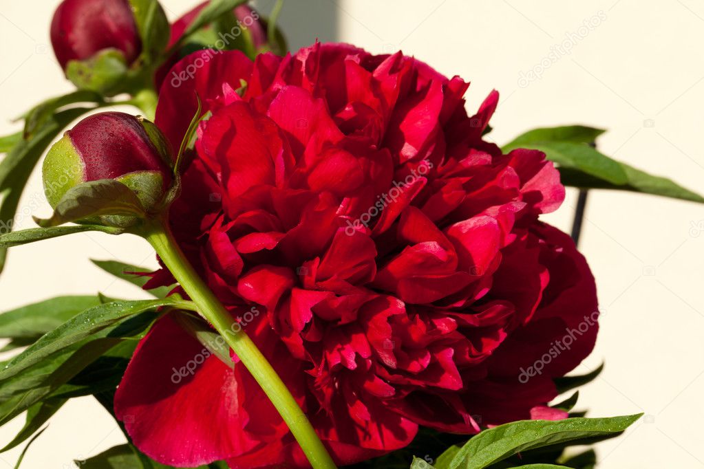 Bud of peony flower — Stock Photo © wjarek 26062417