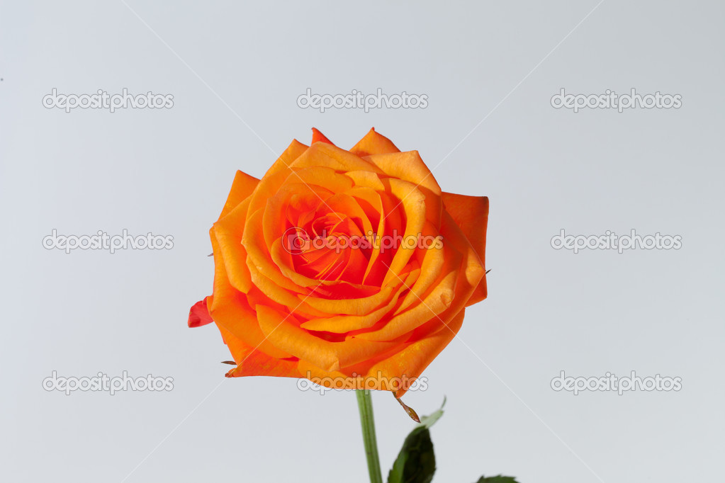 Orange single rose isolated on white background — Stock Photo © wjarek ...