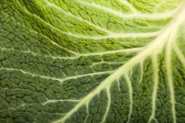 Bir doku olarak taze lahana yaprağı