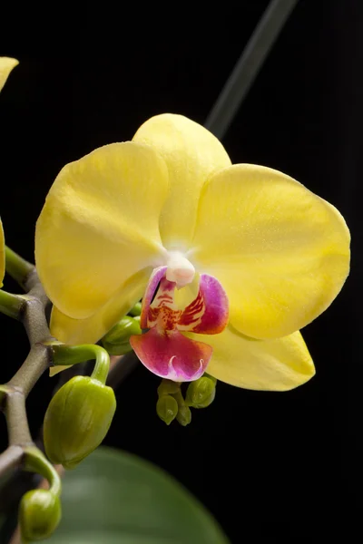 Yellow orchid isolated on black — Stock Photo, Image