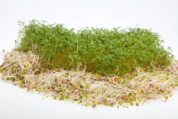 Brotes frescos de alfalfa y berros sobre fondo blanco — Foto de Stock
