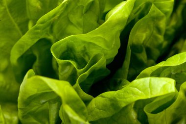 Beyaz arkaplanda taze yeşil marul salatası