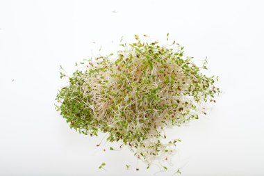 Sağlıklı beslenme. Beyaz arkaplanda taze filizler izole edildi