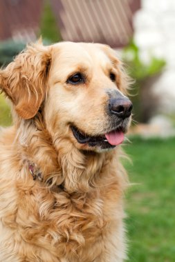 güzel golden retriever portresi