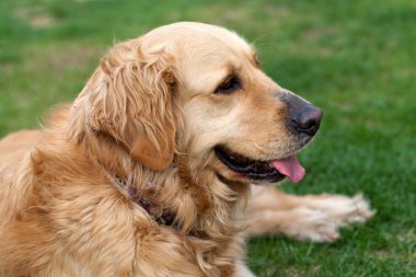 güzel golden retriever portresi
