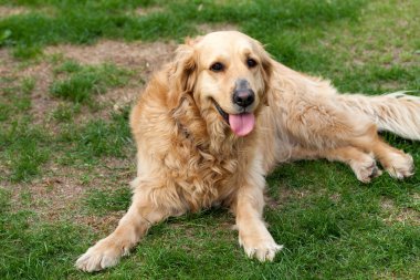 güzel golden retriever portresi