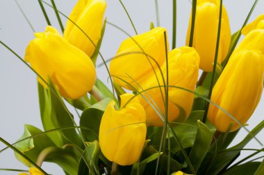 Beyaz arkaplanda izole edilmiş sarı laleler